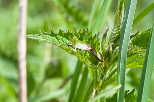 Green stink bugs - Palomena prasina