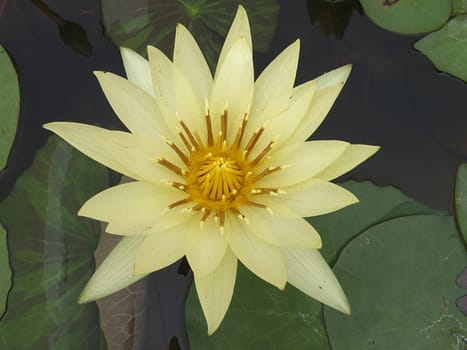 water lily