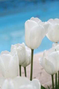 tulips background