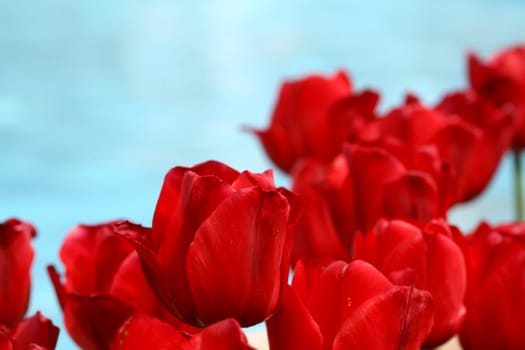 tulips background