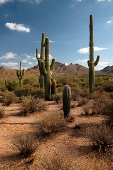 Desert Road
