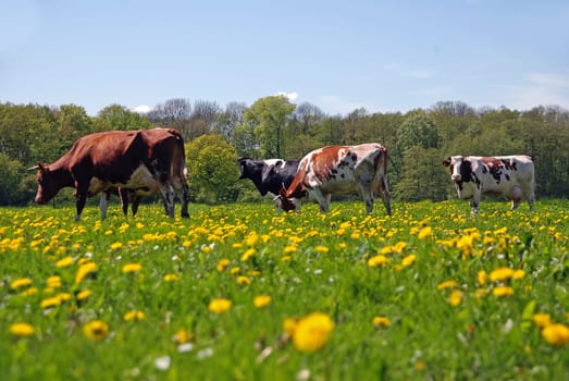 happy cows