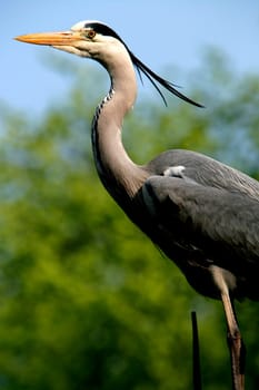 Blue Heron in Amsterdam