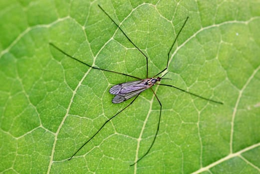 Nephrotoma appendiculata