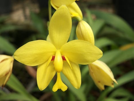 orchid