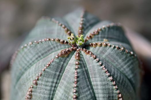 Sea urchin spurge
