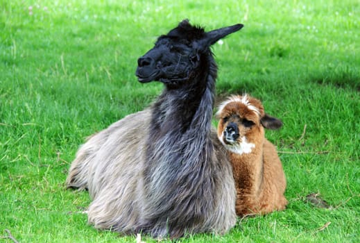 Alpaca