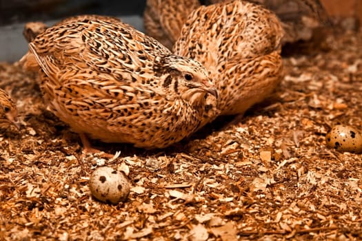 Japanese laying quails...