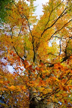 Autumn Branches