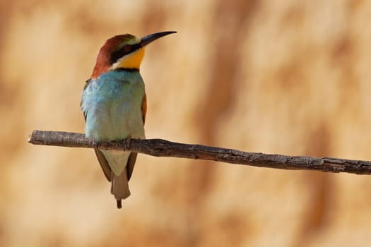 European bee-eater on a branch