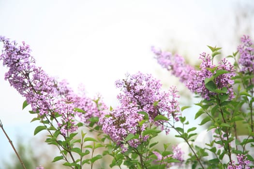 spring
