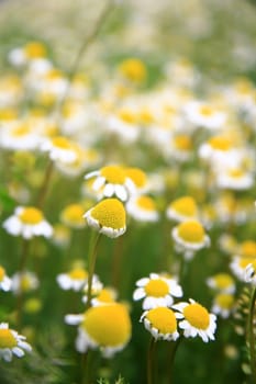 daisy background