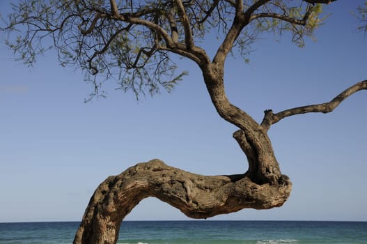 Tree by the sea