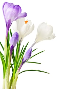 Spring crocus flowers