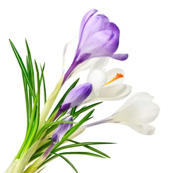 Spring crocus flowers