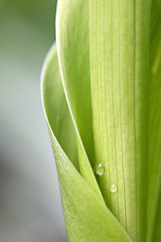 Abstract Green