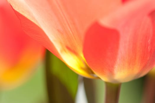Tulips abstract