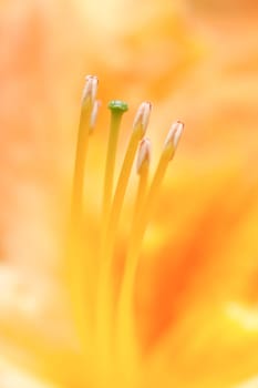 yellow lily