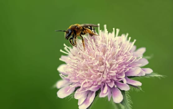 Yellow-legged narrow bee or yellow-legged furrow bee