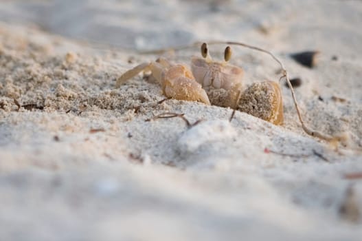 Crab