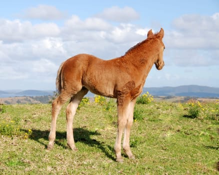 Hengs foal with clouds and lake view