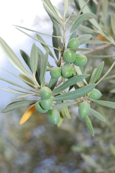 Olive tree