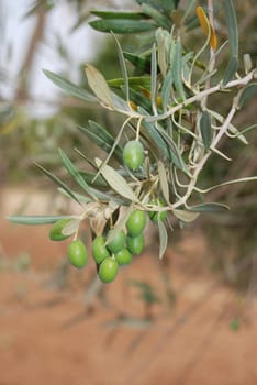 Olives on the tree