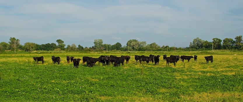 Typical cows in the Camargue in France