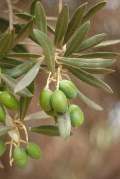 Olive tree