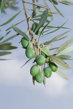 Olives