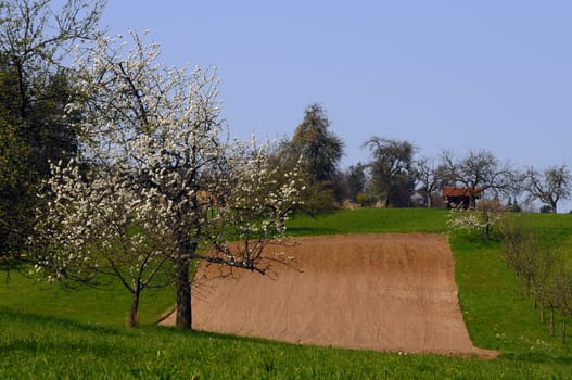 Spring at Steinheim Winnenden