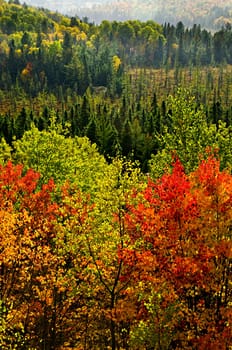 Fall forest rain storm