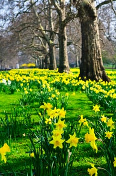 Daffodils in St. James Park