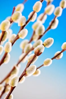 Spring pussy willows