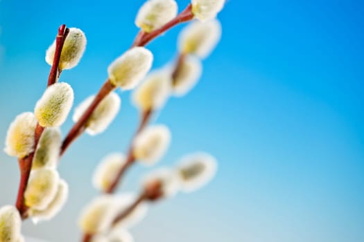 Spring pussy willows