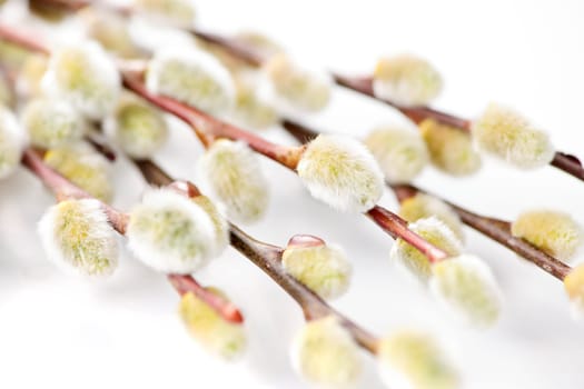 Spring pussy willows