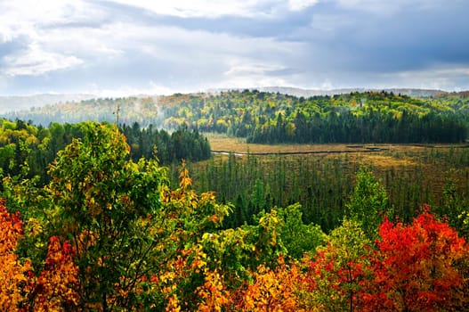 Fall forest rain storm