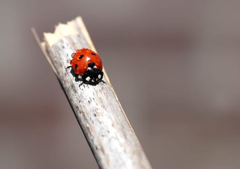 Ladybird