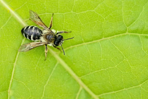 Yellow-legged mining bee