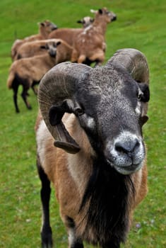 Cameroon sheep