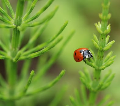 Ladybird