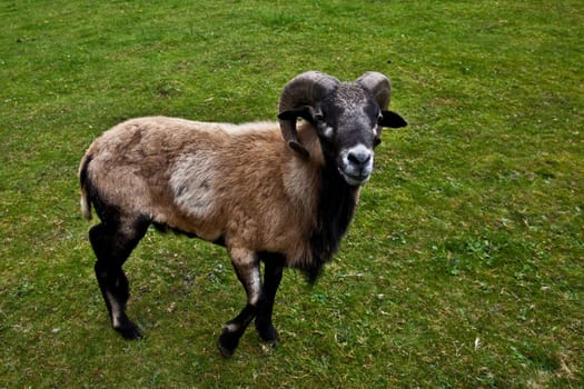 Cameroon sheep ...