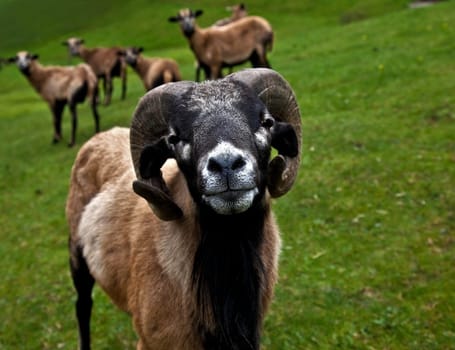 Cameroon sheep.....