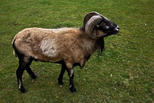 Cameroon Sheep
