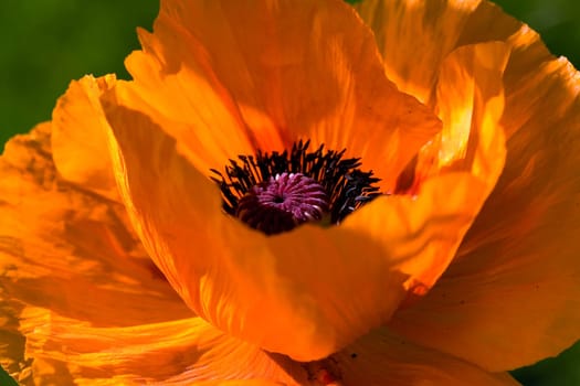 Large Orange - Poppy