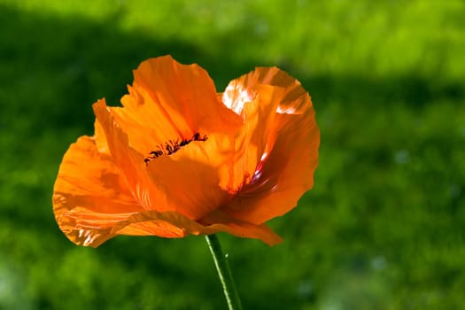 Large Orange - Poppy