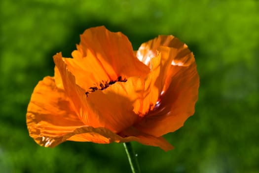 Large Orange - Poppy