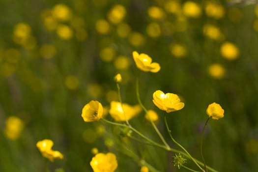 Yellow meadow flowers in the wind
