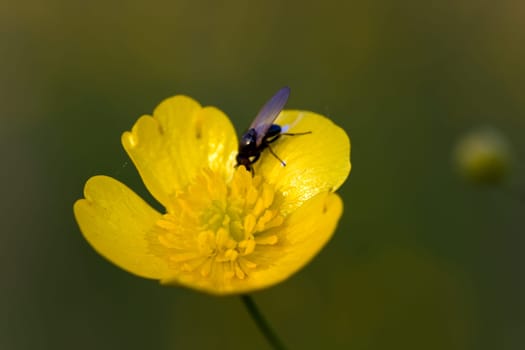Yellow meadow flowers in the wind