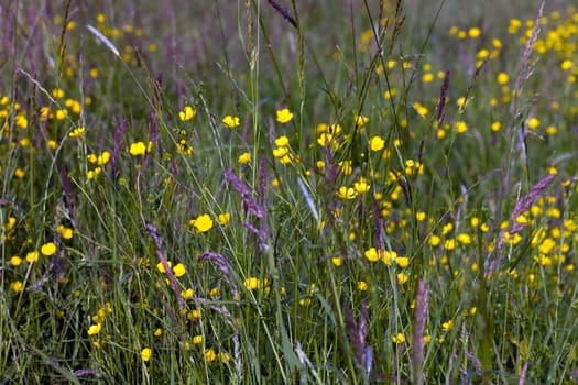 Yellow meadow flowers in the wind